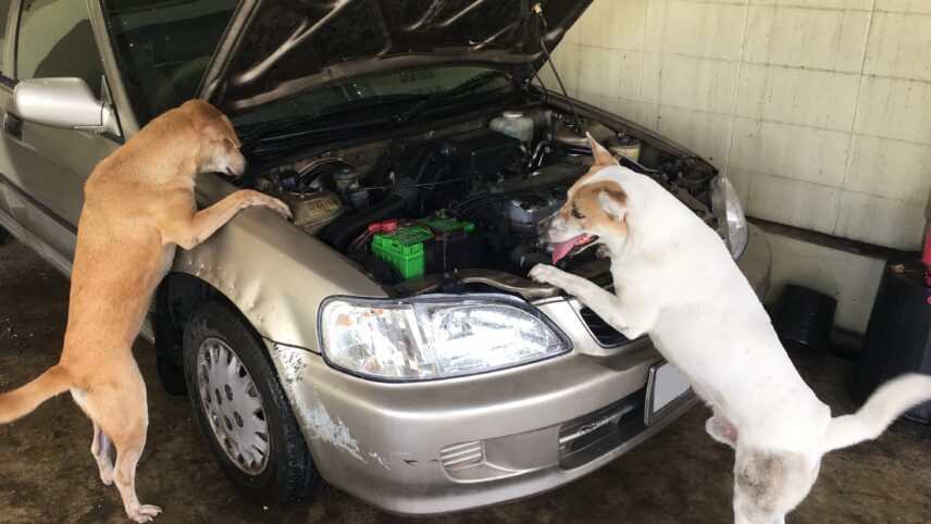 Lemmiklooma varjukülg: kas kindlustus aitab, kui koer tegi auto kerele kriimud?
