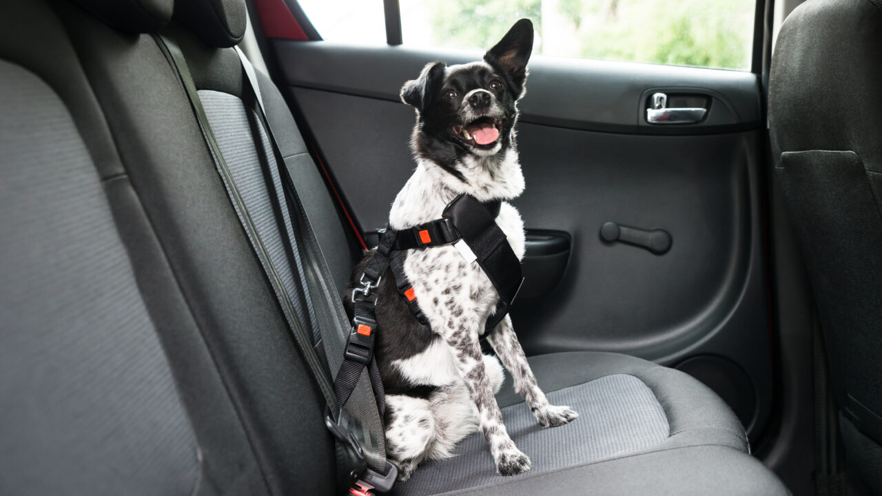 Ära jäta koera autosse ootama – temperatuur autos tõuseb minutitega!