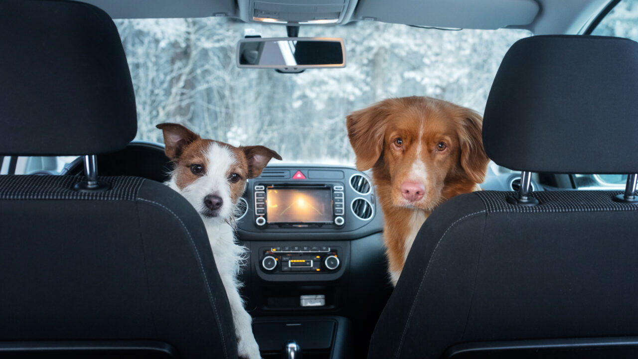 Kuidas lemmiklooma ohutult autos transportida?