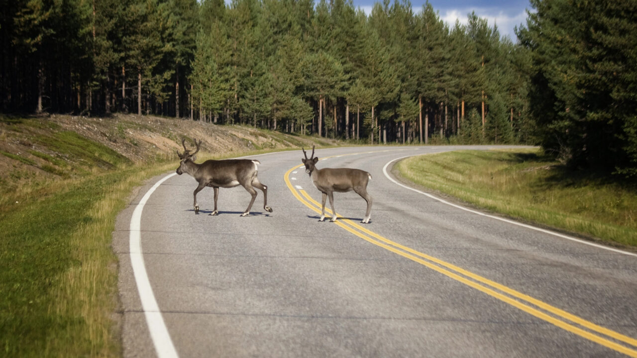 Millal võib kohata teedel kõige enam metsloomi?